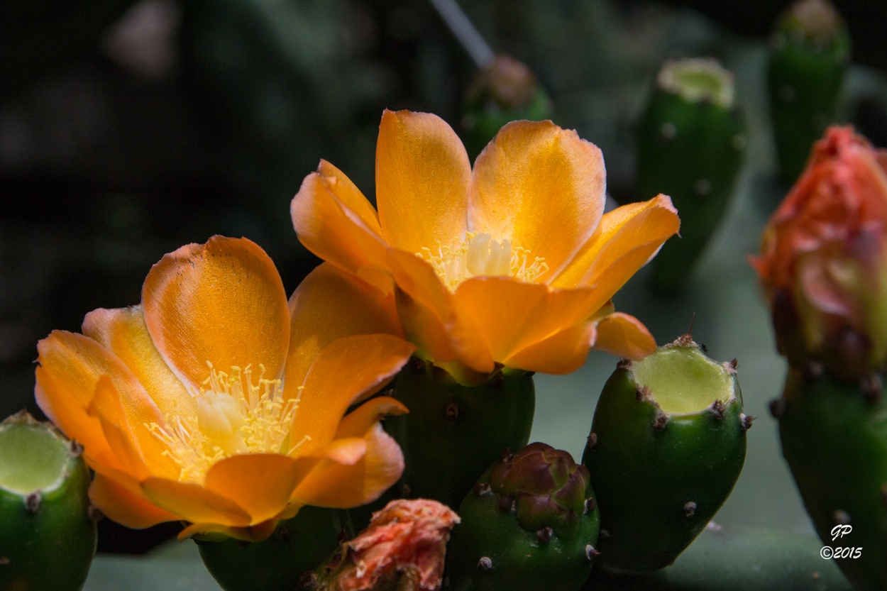 "Naranja" de Guillermo Daniel Pasquale