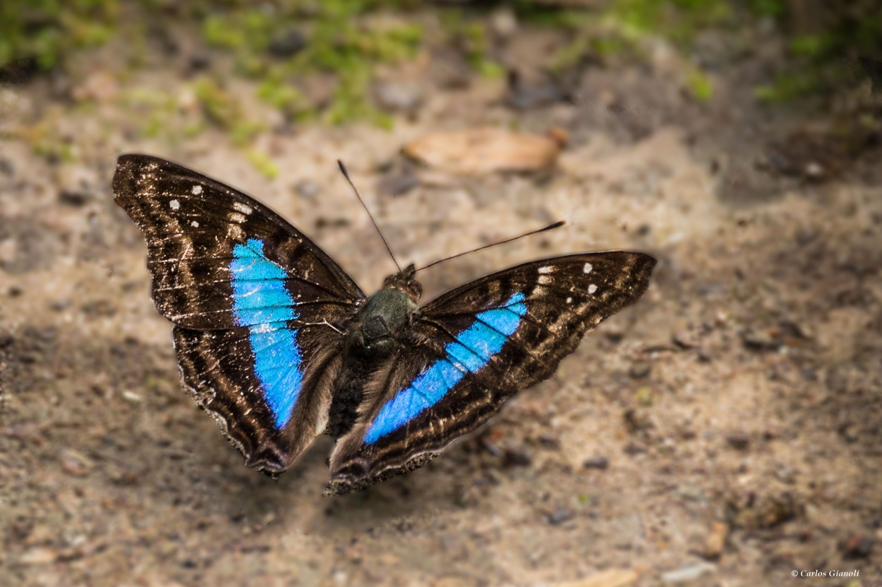 "Mariposa zafiro comun." de Carlos Gianoli