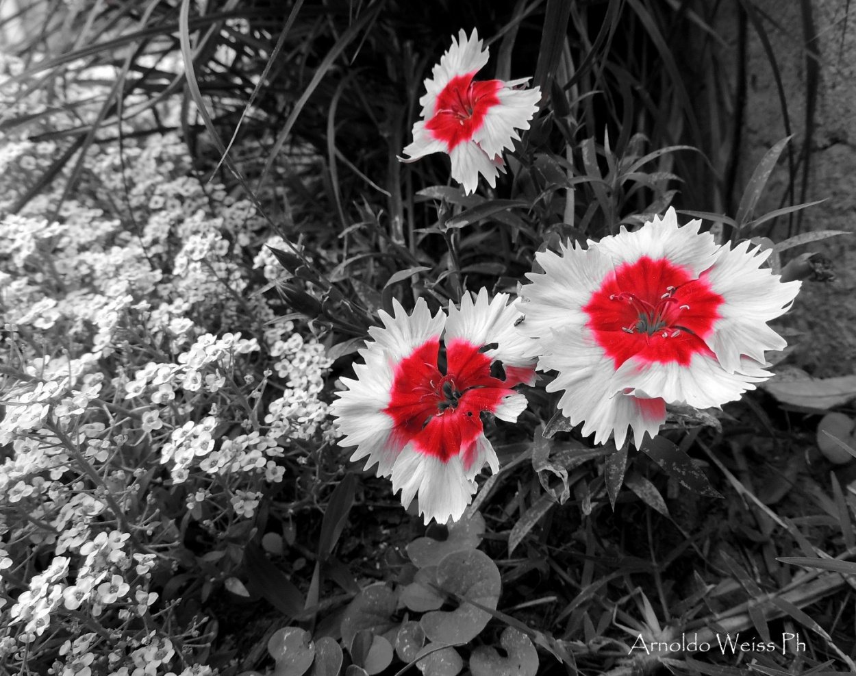 "Rojo y negro..." de Weiss Arnoldo Raul