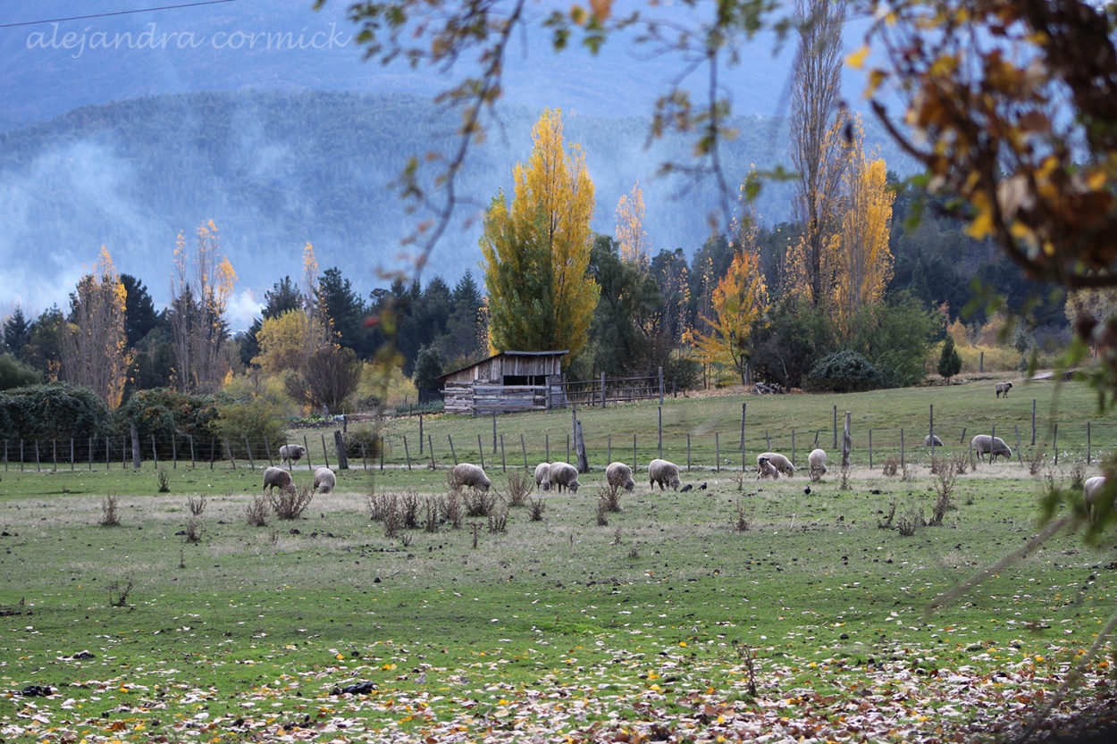 "Otoo en la comarca" de Alejandra Cormick