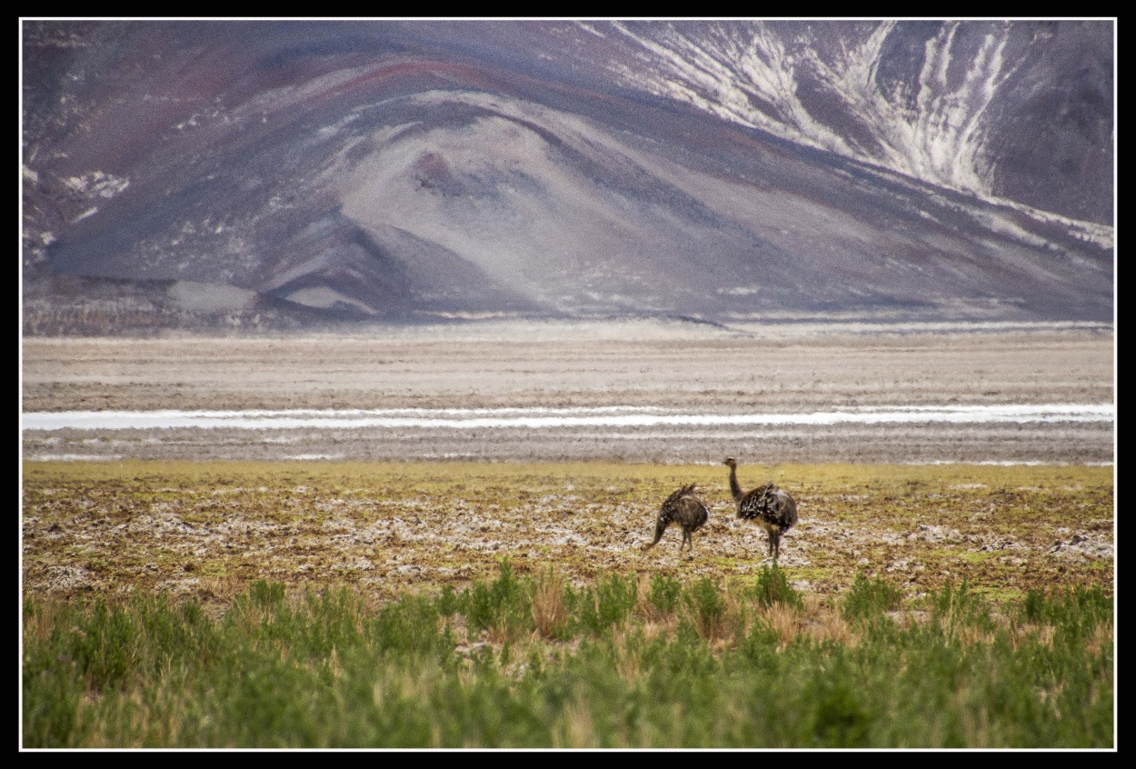 "Suris en Salar de Antofalla" de Ricardo Wychlo