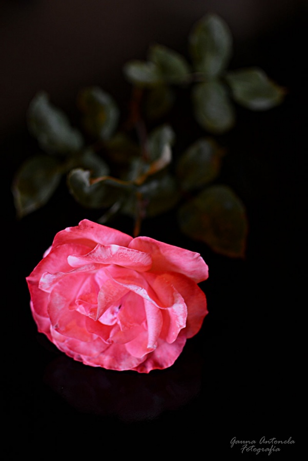 "Una rosa de mi jardn..." de Antonela Gauna