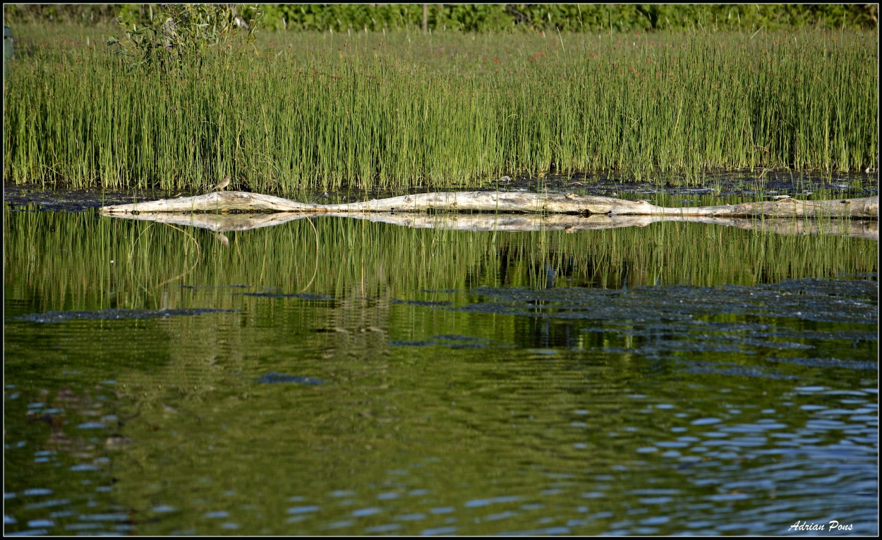 "Reflejos de la pradera" de Adrian Pons