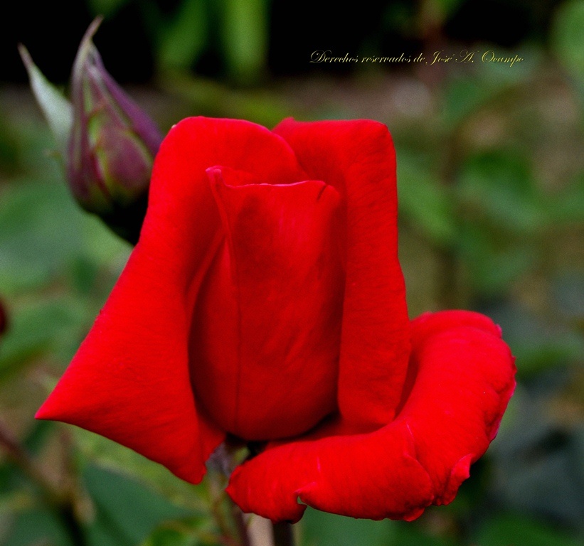 "Muy feliz Jueves para todos !!!" de Jos A. Ocampo