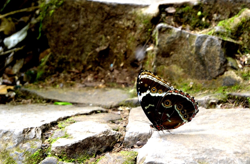 "mariposa camuflada" de Fernanda Ferrari (fer)