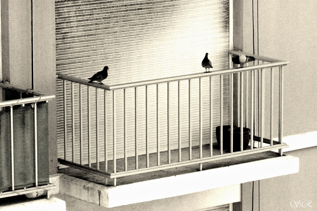 "De balcones IV" de Silvia Rodrigo