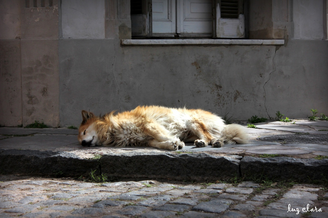 "siesta de perros" de Clara Aflallo