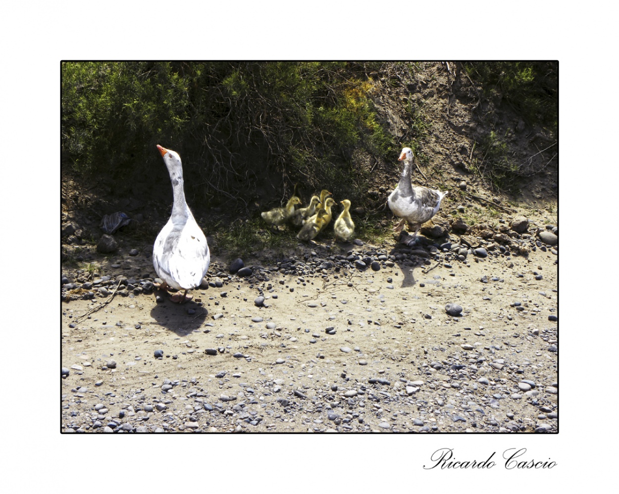 "Paseando en familia" de Ricardo Cascio