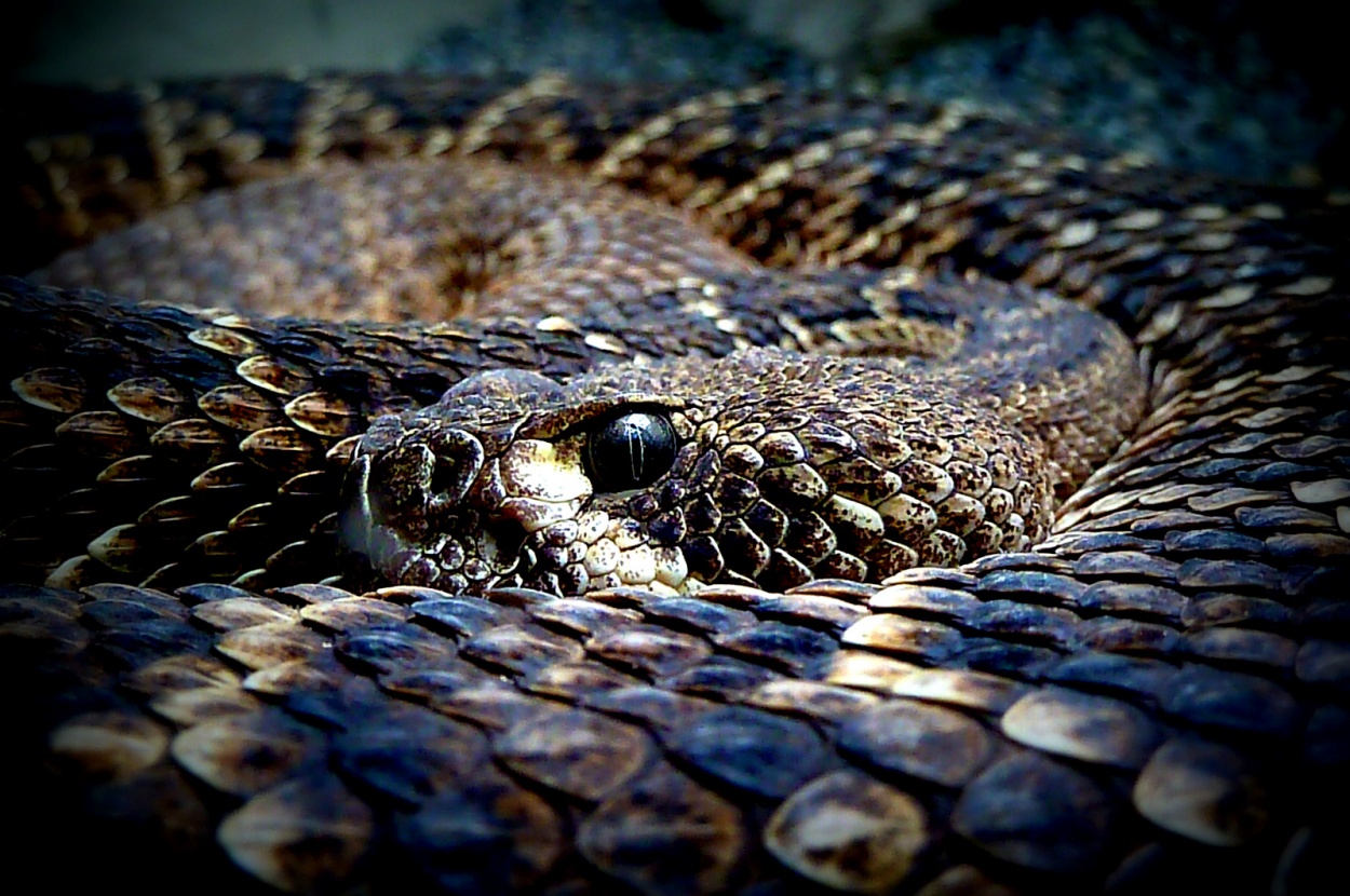 "crotalus terrificus" de Julio Cesar Gomez