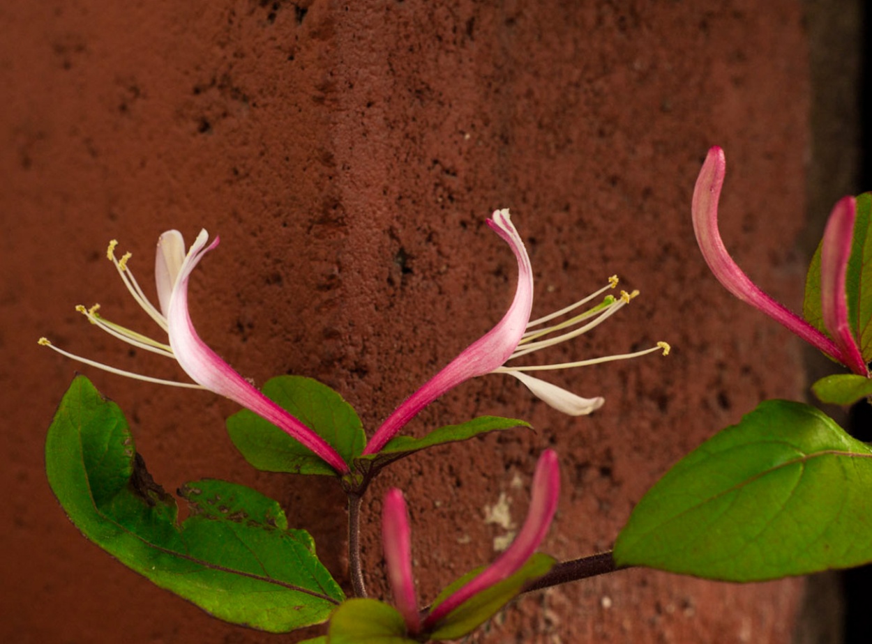 "` MADRESELVAS EN FLOR `" de Graciela Larrama