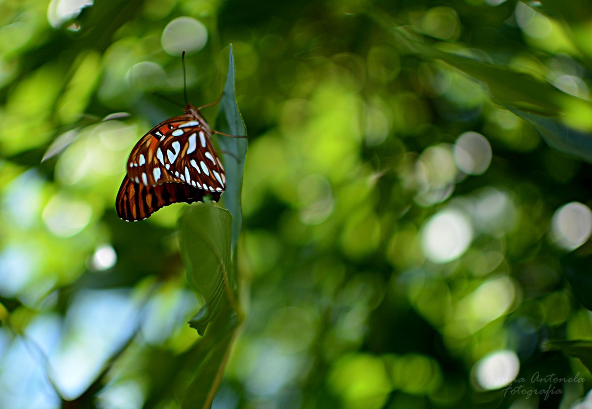 "Mariposa." de Antonela Gauna