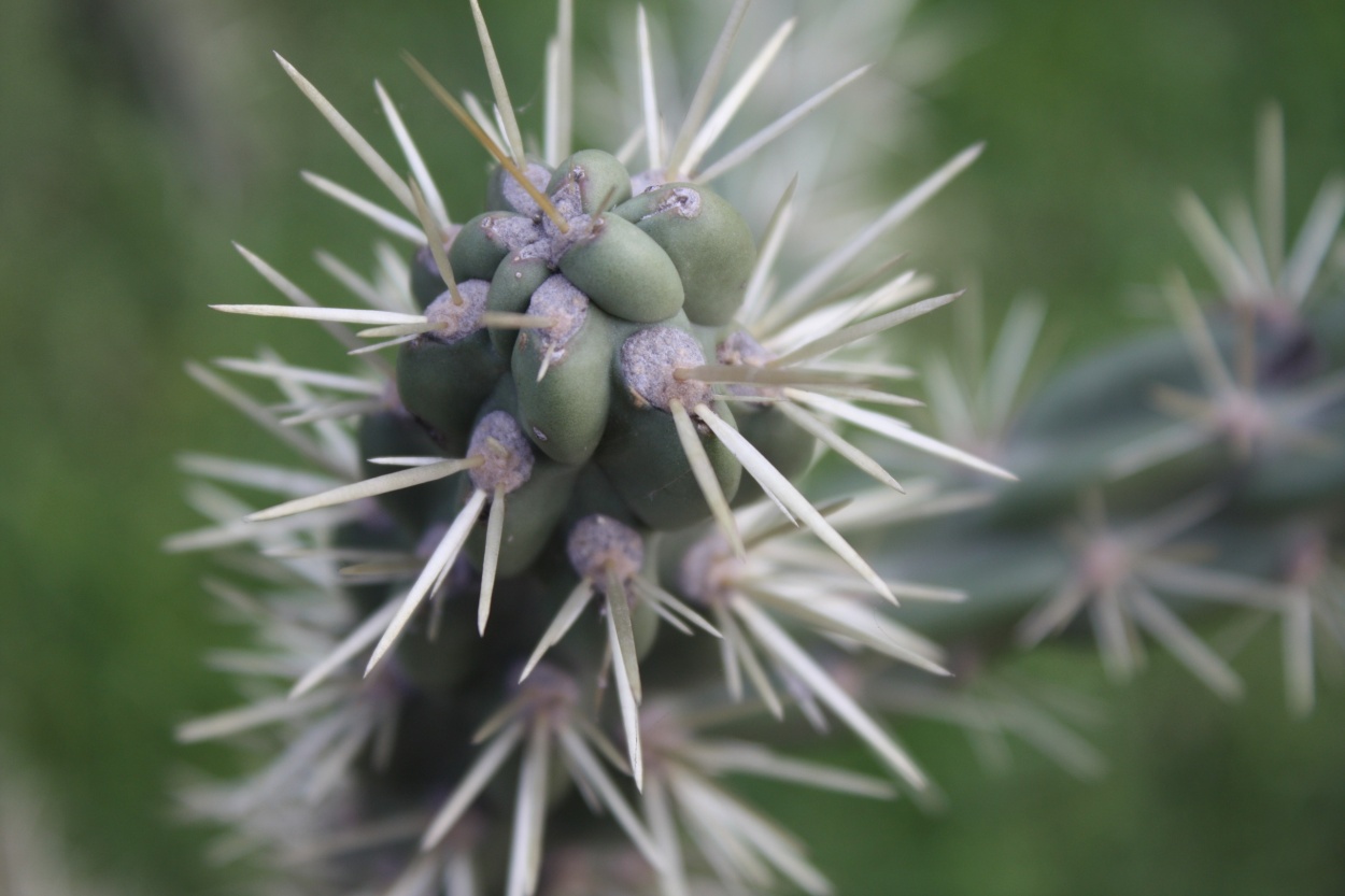 "cactus" de Delia Raquel Sakauskas