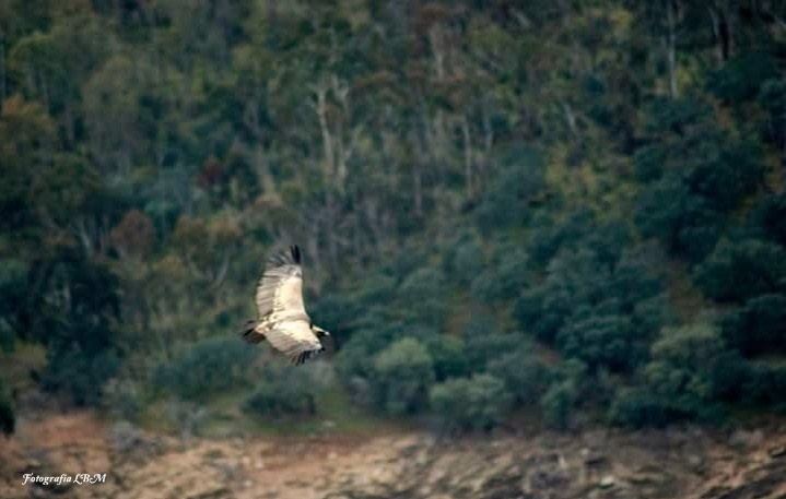 "El vuelo" de Luis Blasco Martin