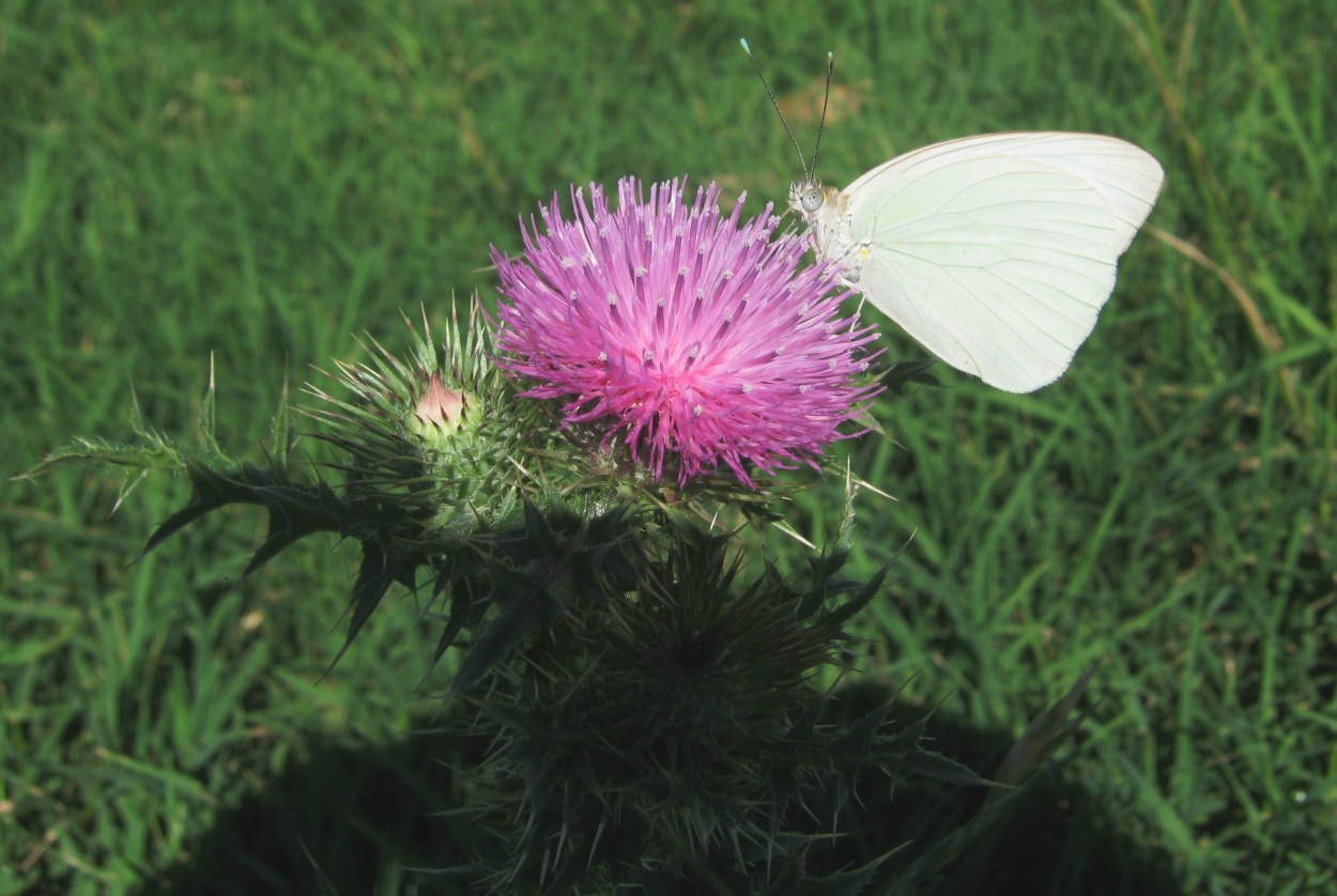 "Mariposa en las flor de cardo." de Fernando Pennetta