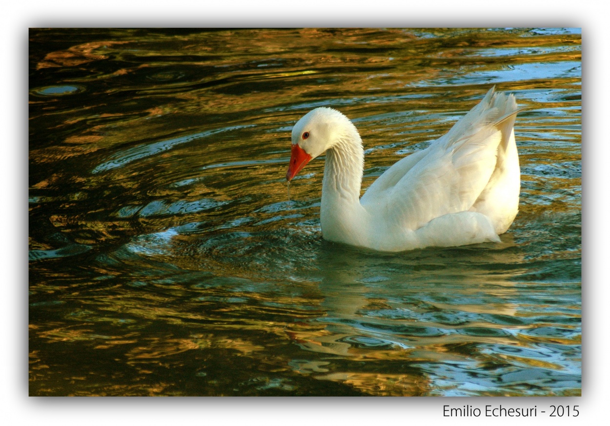 "Belleza blanca" de Emilio Echesuri