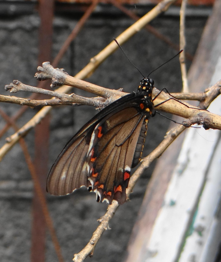 "Mariposa" de Alejandra Crimella