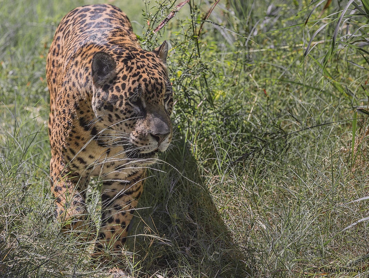 "Jaguar" de Carlos Gianoli