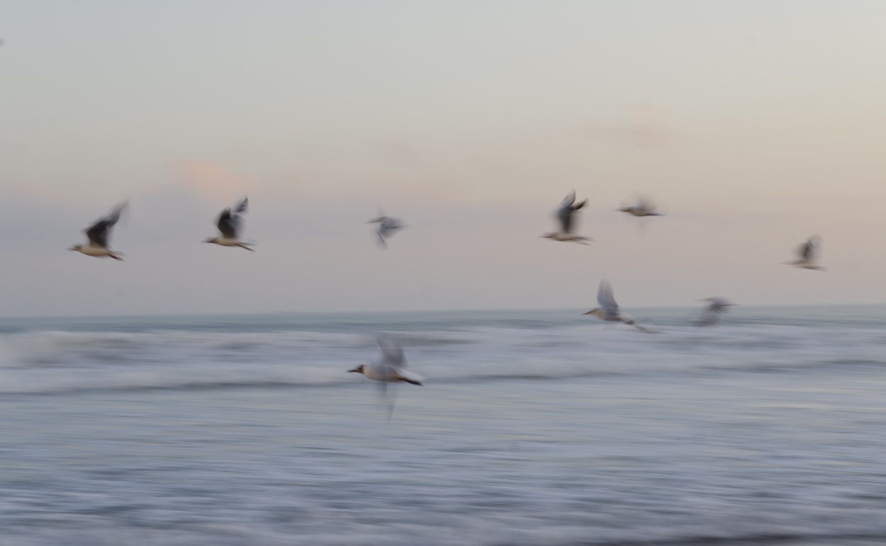 "como mis gaviotas" de Leonardo Perissinotto