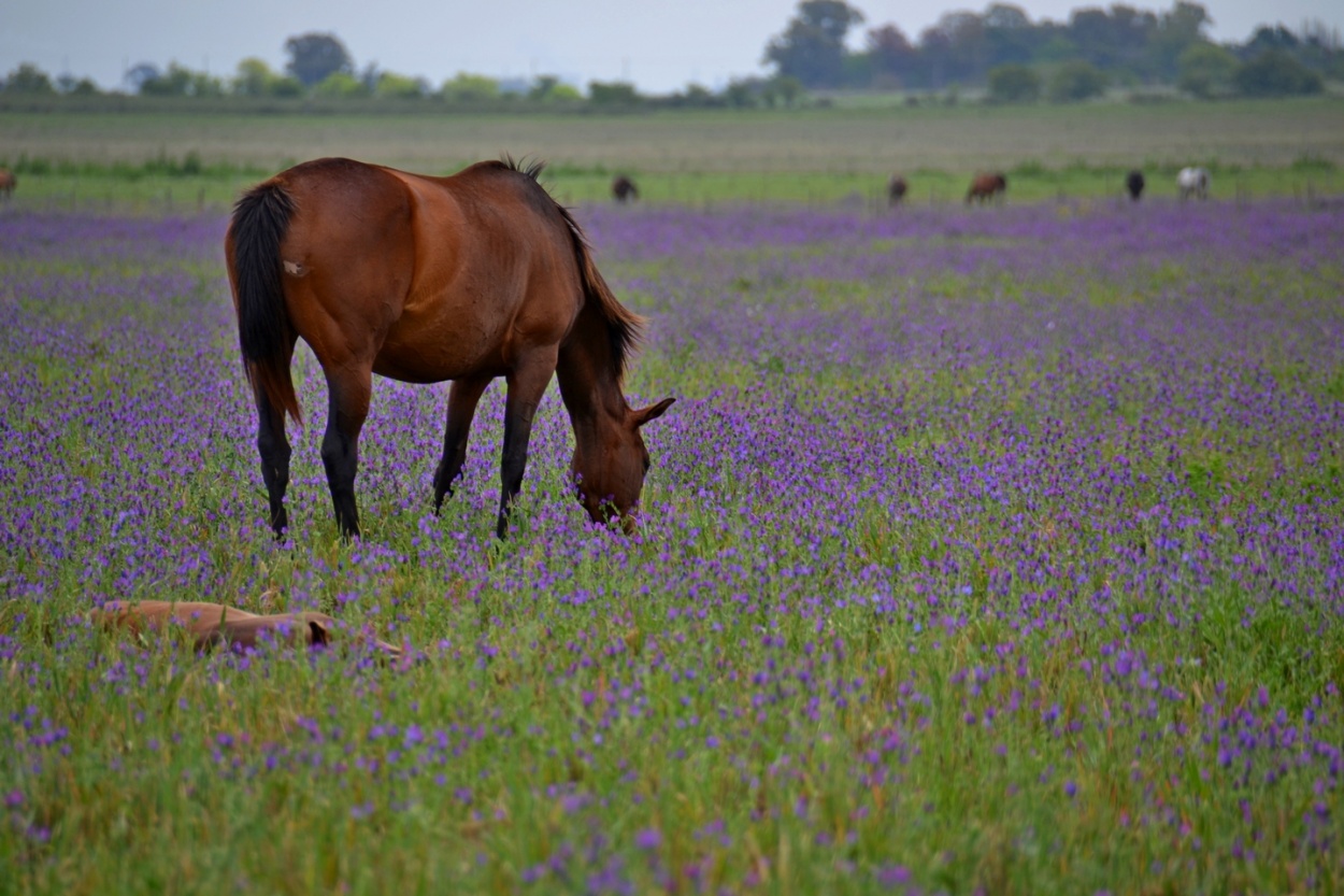 "El caballo y las flores silvestres" de Carlos D. Cristina Miguel