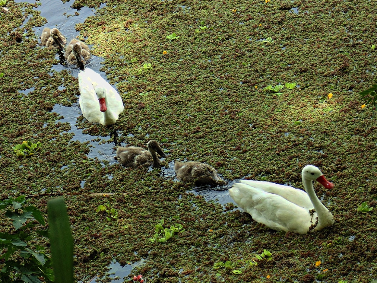 "Paseando en familia." de Gonzalo Funar