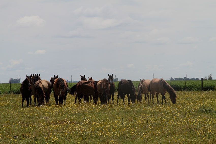 "caballos" de Vernica Dana