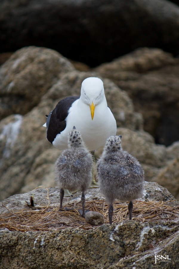 "Familia" de Sebastin Navarro Lehoux