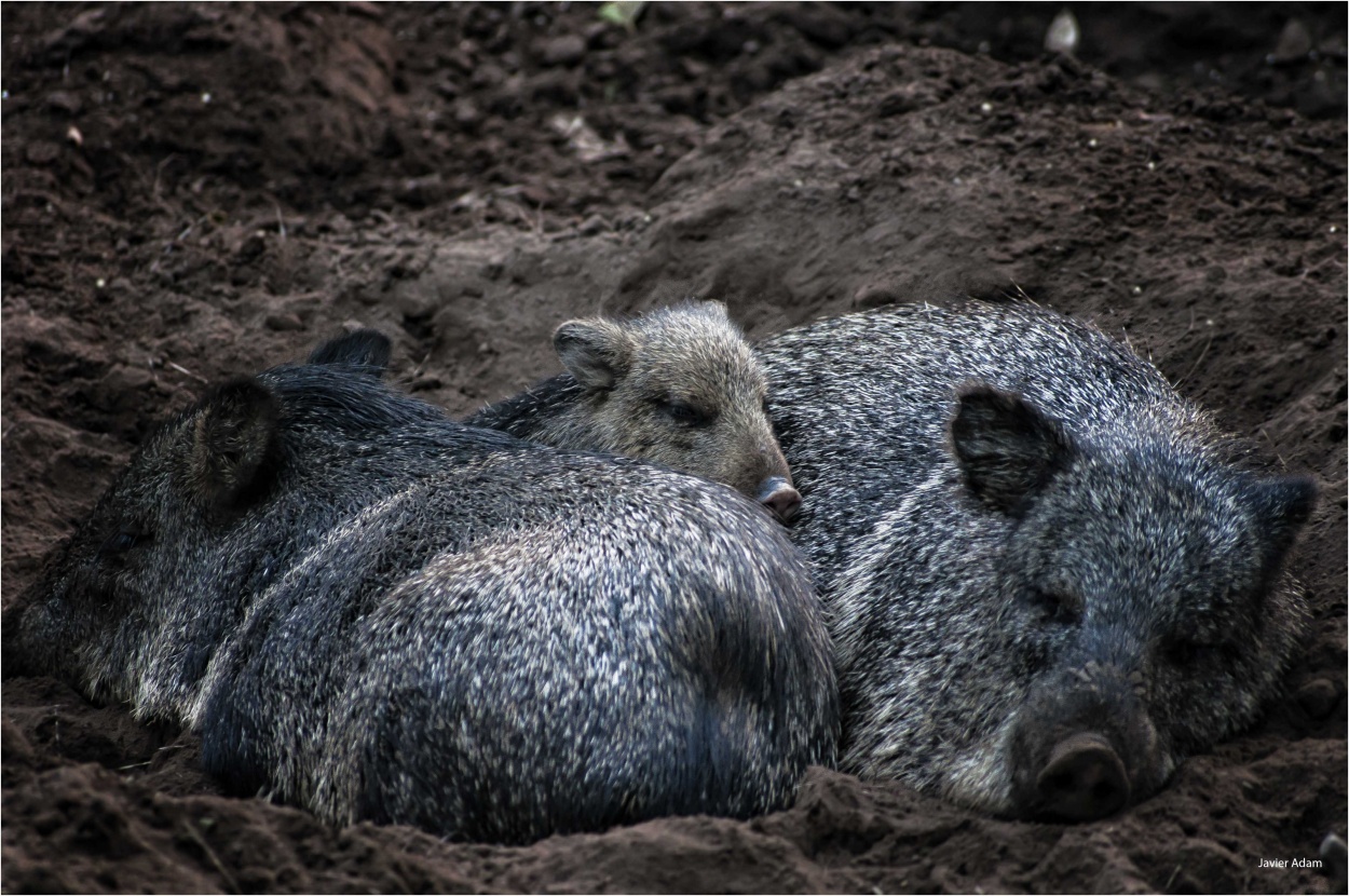 "En familia" de Javier Adam