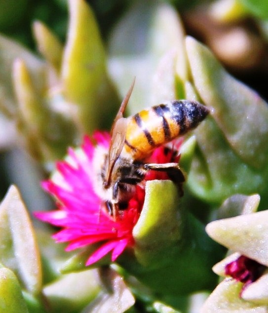 "Abeja pintoresca.." de Vicente Hinostroza Villegas