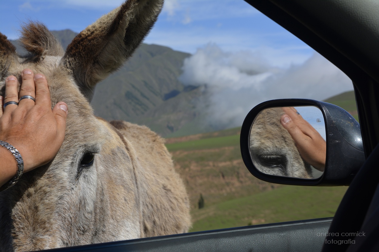 "un burro muy amigable...." de Andrea Cormick