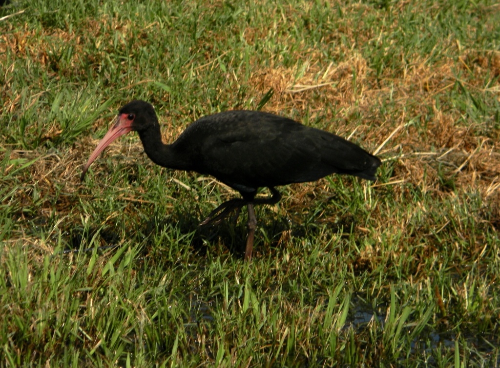 "Ibis tarotaro (Cercibis oxycerca) I" de Germn Porten