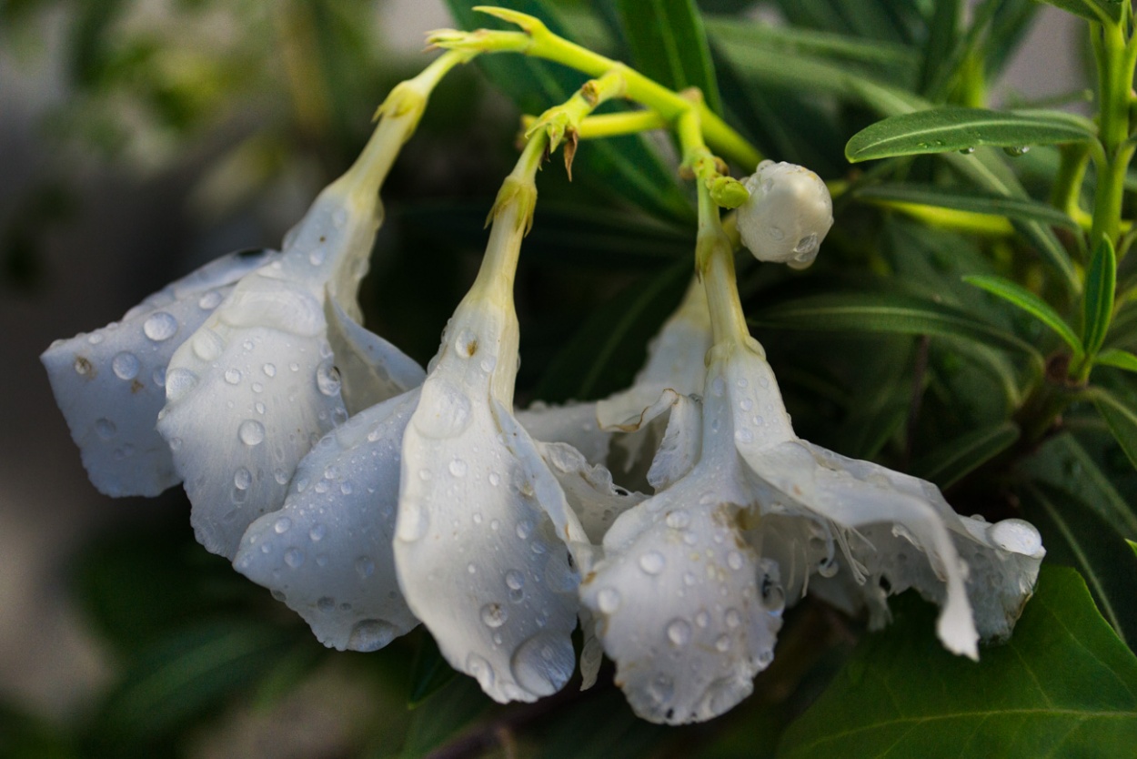 "` DESPUES DE LA LLUVIA `" de Graciela Larrama