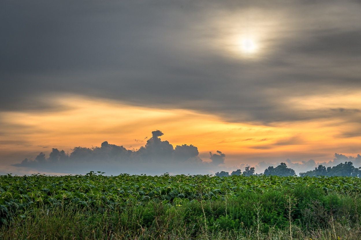 "Girasoles esperando al sol" de Fernando Valdez Vazquez