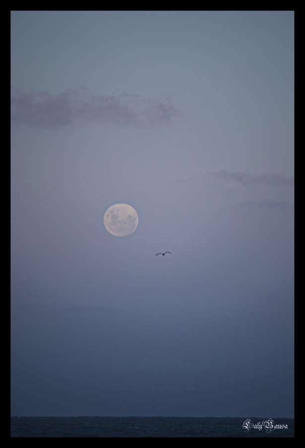 "La danza de la gaviota y la luna!" de Maria Laura Bausa