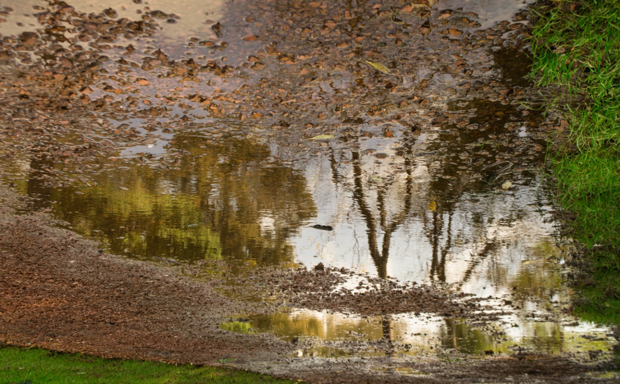 "` EL CHARCO `" de Graciela Larrama