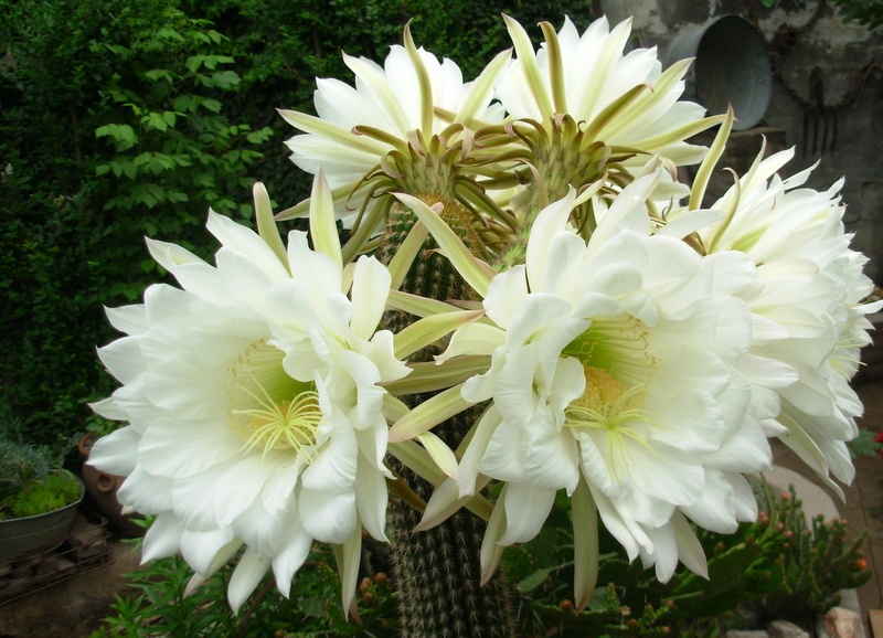 "Cactus blancos" de Jorge Berterretch