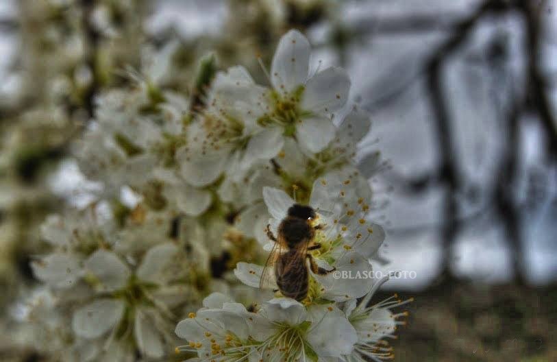 "La abeja" de Luis Blasco Martin