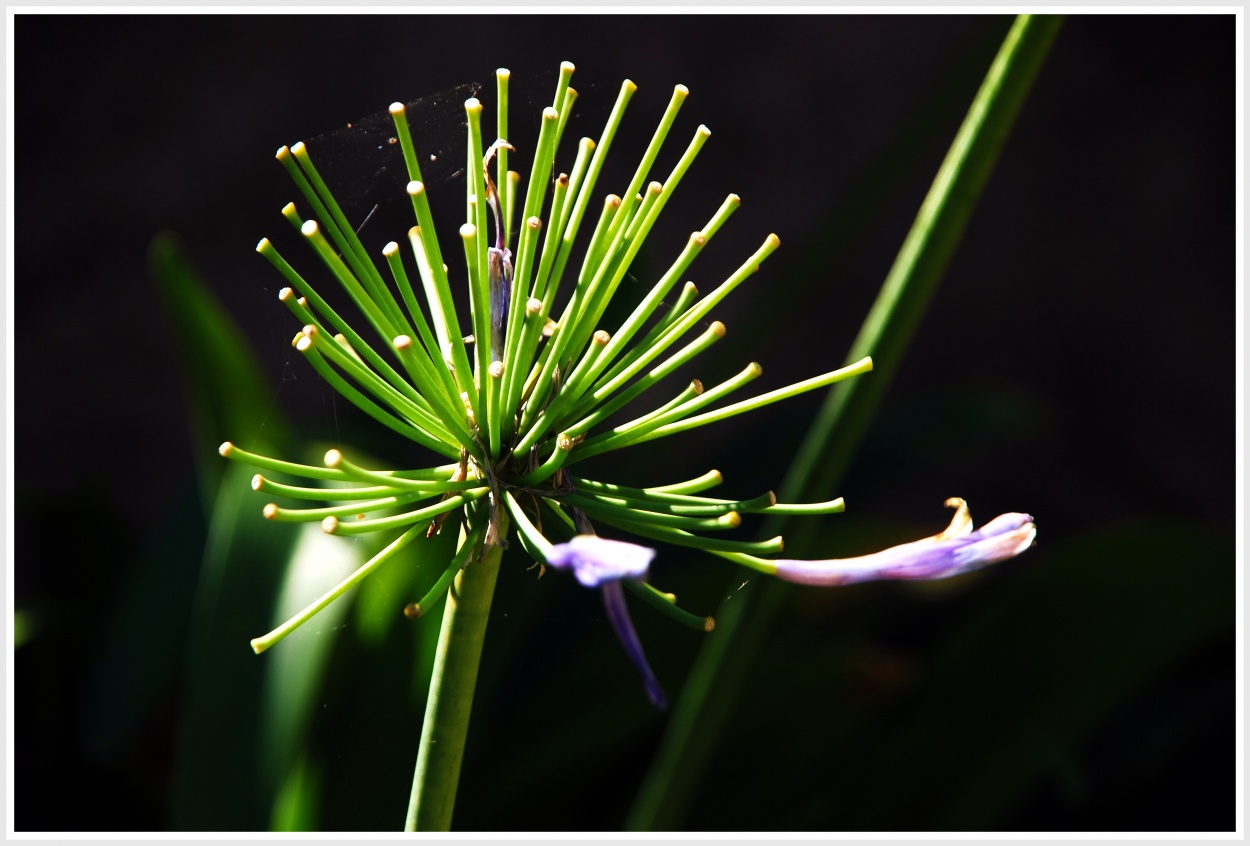 "me quiere..........." de Elisa Reynoso