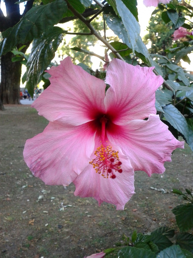 "Rosadita" de Roco Rueda Carvajal