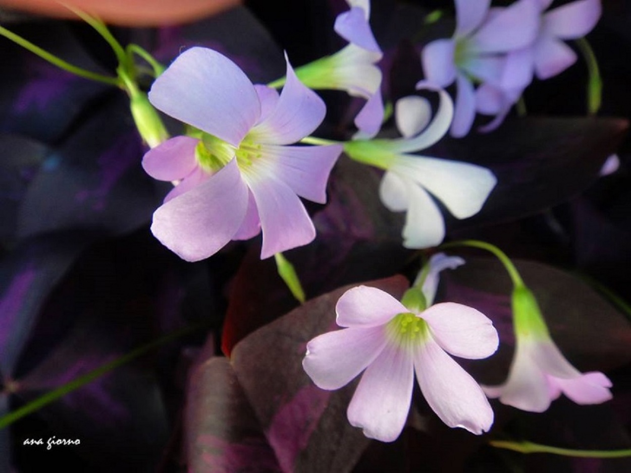 "OXALIS" de Ana Giorno