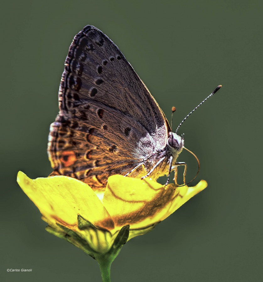 "Mariposa y flor" de Carlos Gianoli