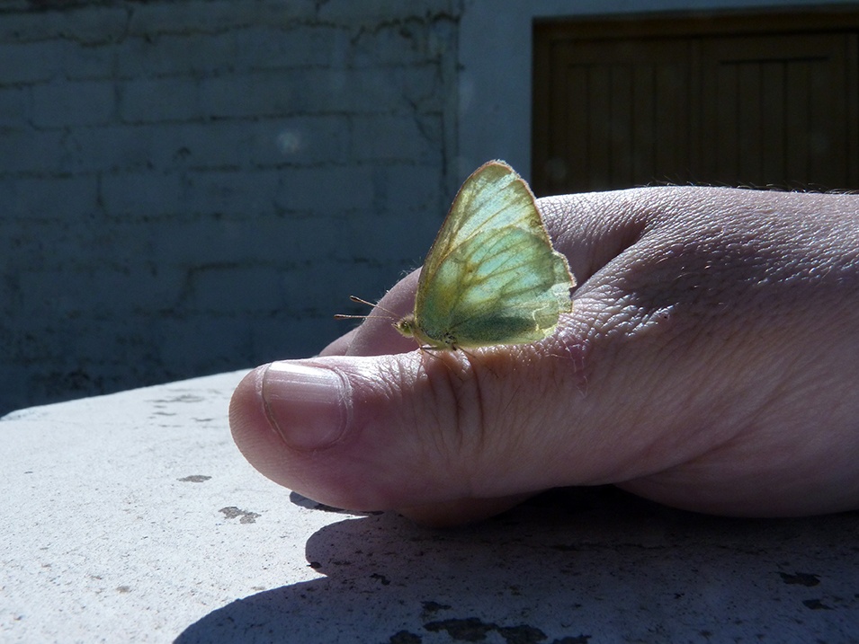 "mariposita" de Marcelo Alejandro Macaroni