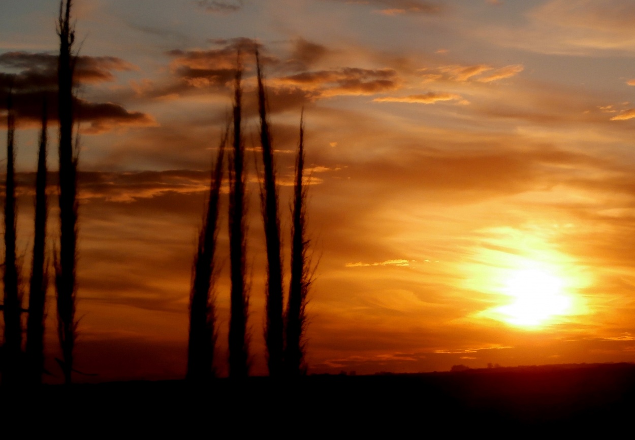 "Cortaderas al atardecer" de Silvia Olliari