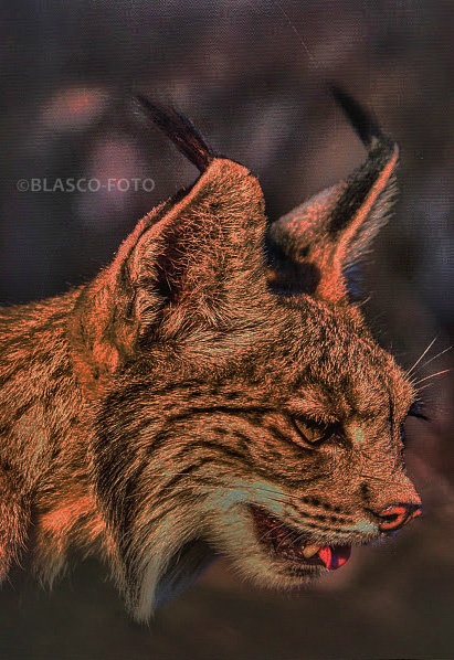 "Lince ibrico" de Luis Blasco Martin