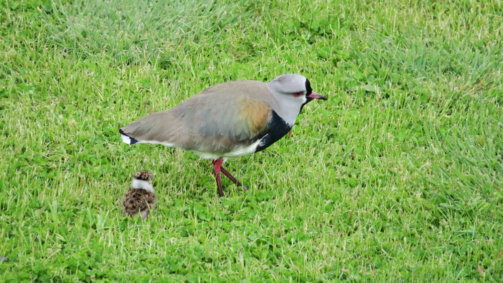 "Maternidad en la Naturaleza" de Gabriel Edmundo Winograd