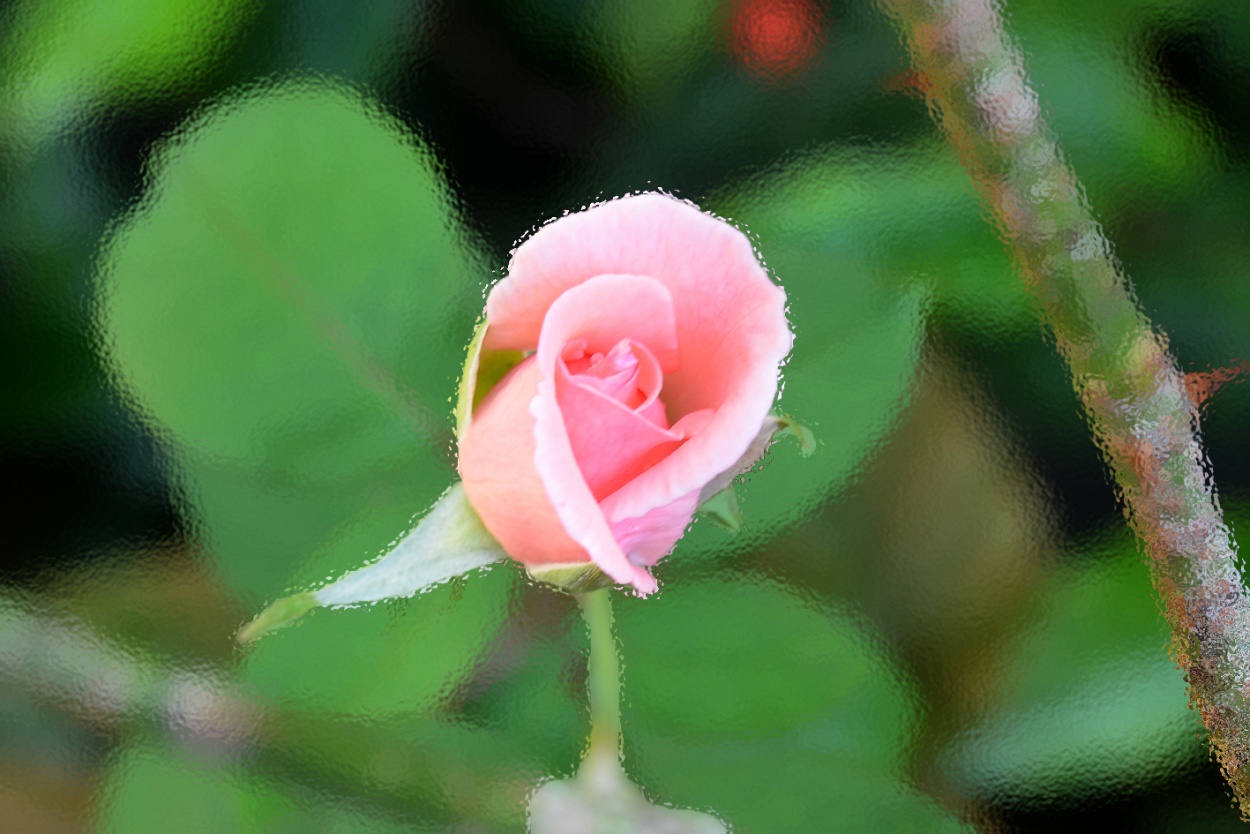 "Rosa Rosa" de Mario R. Belmonte