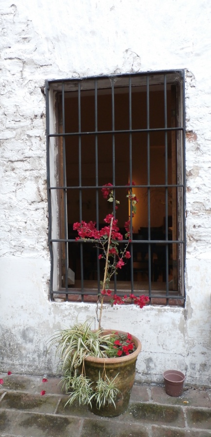 "La Ventana" de Alejandra Gientikis Tarantino