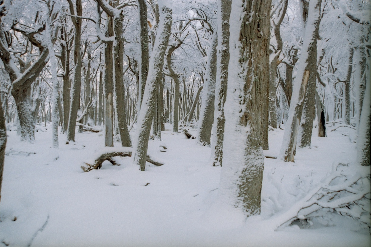 "blanca nieve y el bosque" de Oscar Araujo