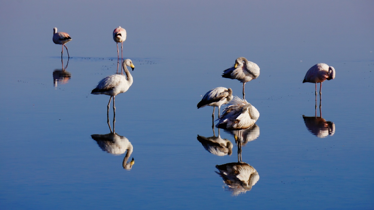 "flamencos" de Ruben Alex Villarroel