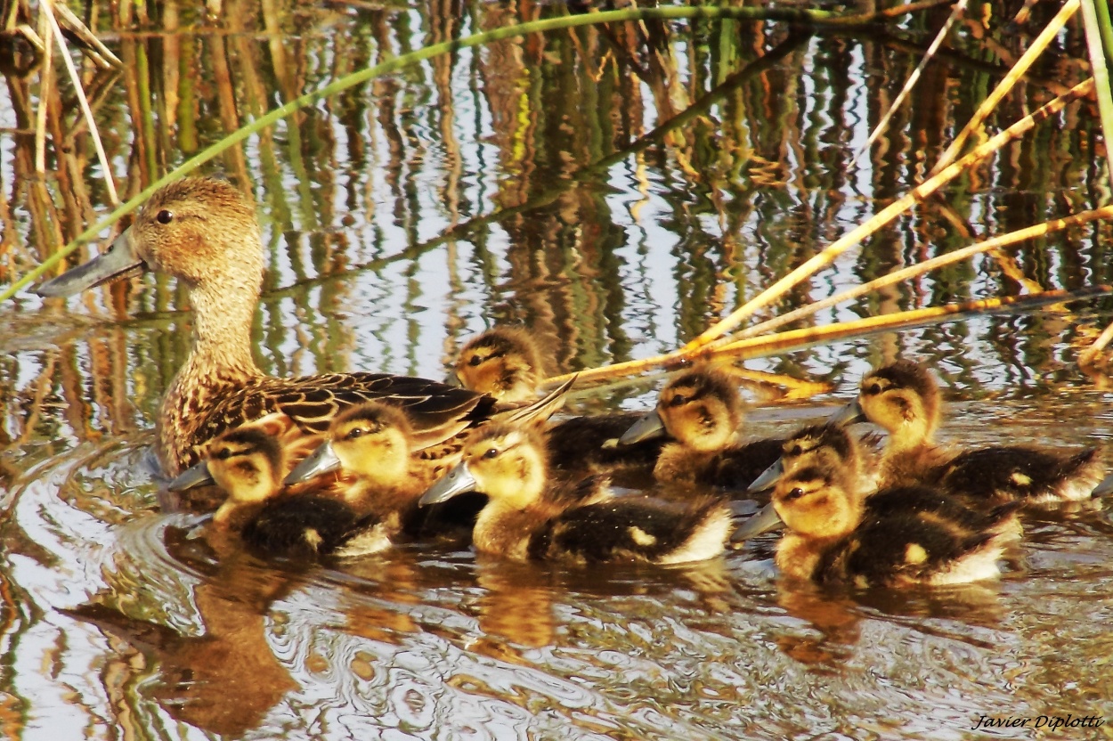 "Patitos de paseo" de Javier Diplotti