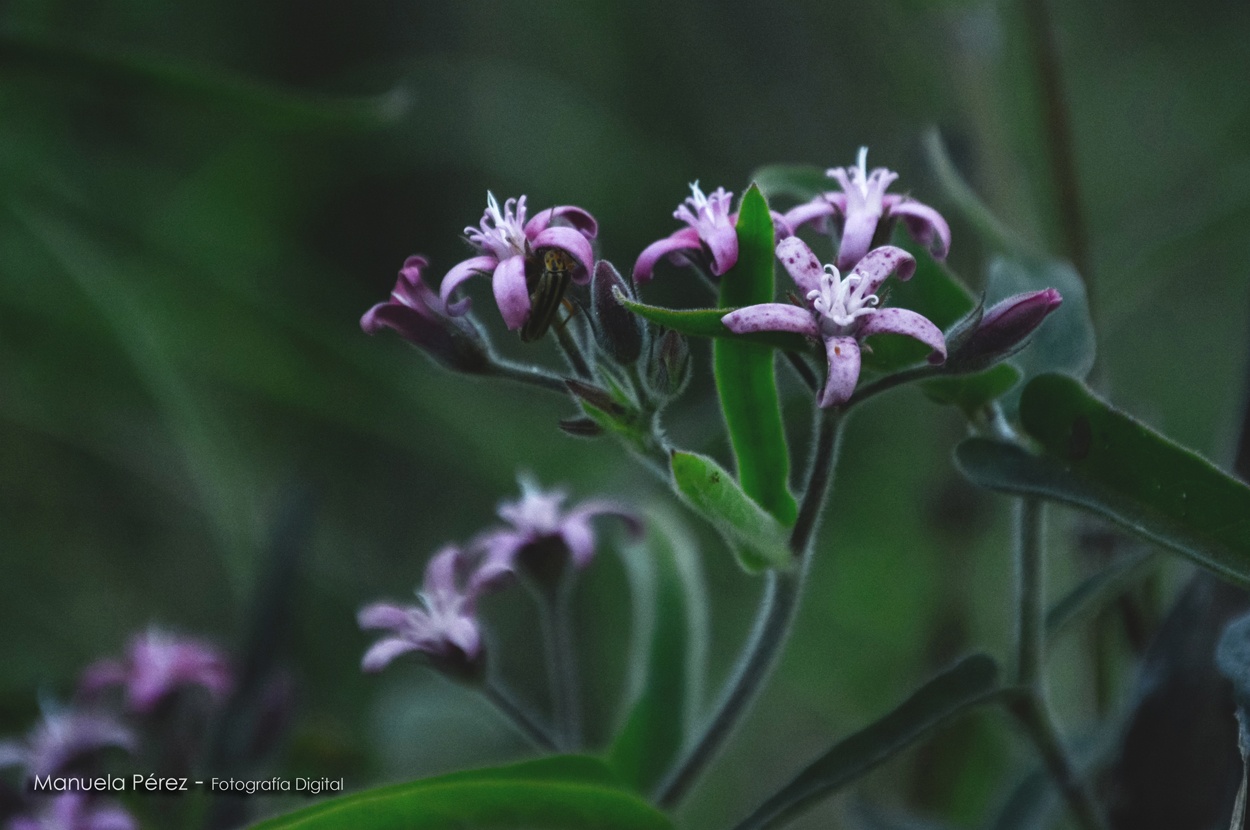 "En lilas" de Manuela Ailen Prez Domnguez